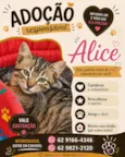 Alice