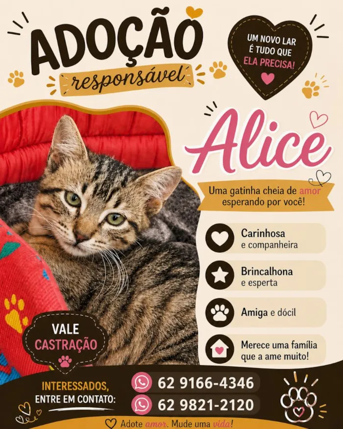 Gato raça SRD-ViraLata idade 2 a 6 meses nome Alice