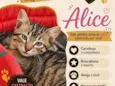 Alice