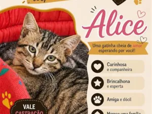 Gato raça SRD-ViraLata idade 2 a 6 meses nome Alice
