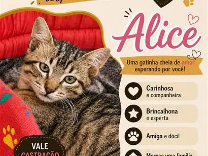 Gato raça SRD-ViraLata idade 2 a 6 meses nome Alice
