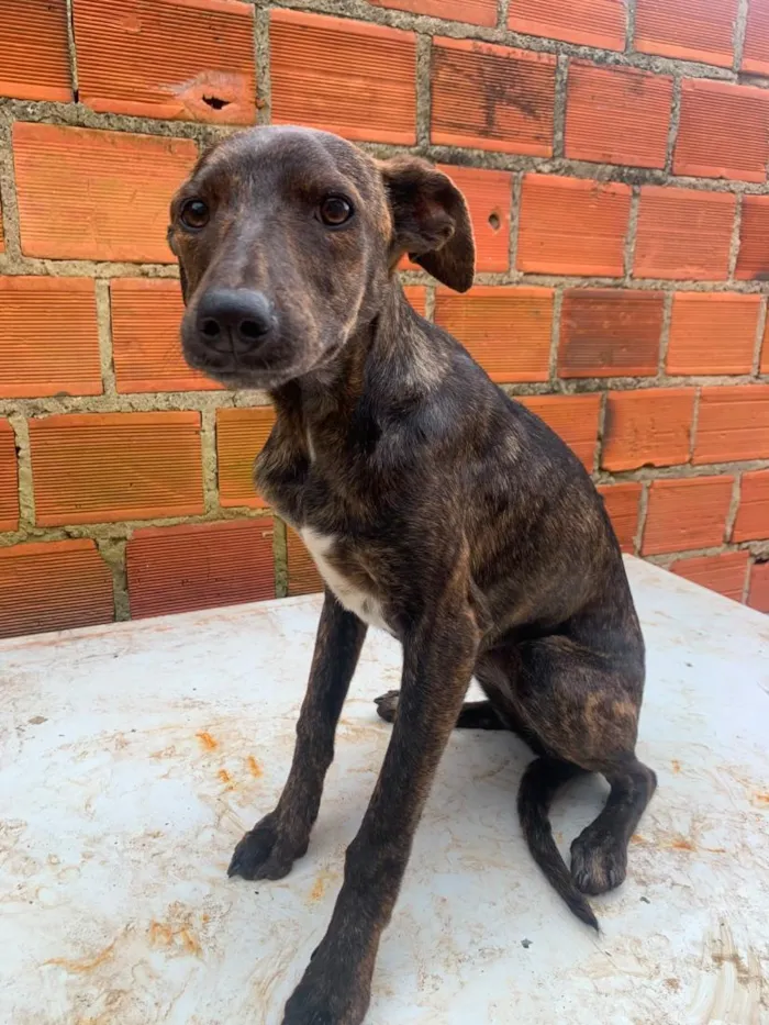 Cachorro raça SRD-ViraLata idade 7 a 11 meses nome eles não tem nomes 