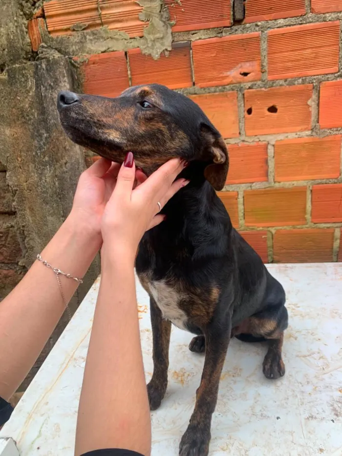 Cachorro raça SRD-ViraLata idade 7 a 11 meses nome eles não tem nomes 
