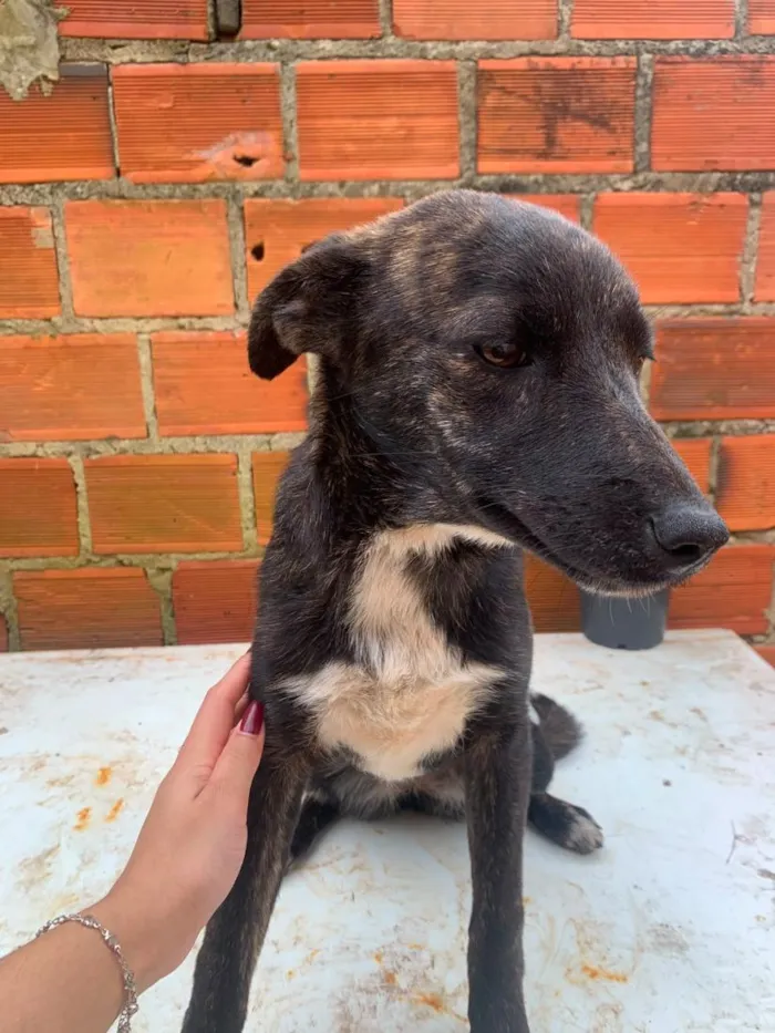 Cachorro raça SRD-ViraLata idade 7 a 11 meses nome eles não tem nomes 
