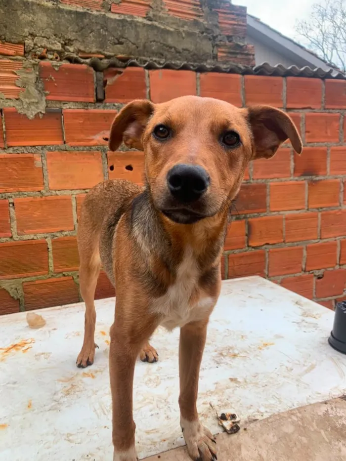 Cachorro raça SRD-ViraLata idade 7 a 11 meses nome eles não tem nomes 