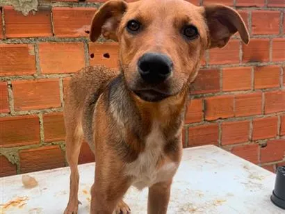 Cachorro raça SRD-ViraLata idade 7 a 11 meses nome eles não tem nomes 