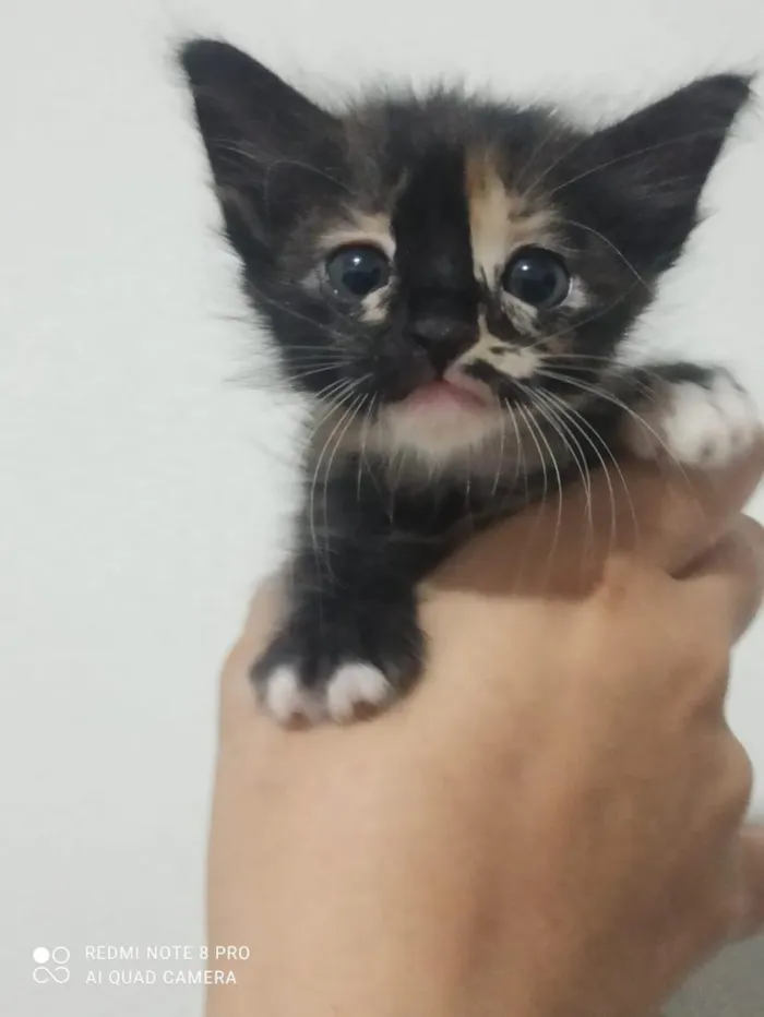 Gato raça SRD-ViraLata idade Abaixo de 2 meses nome mabel