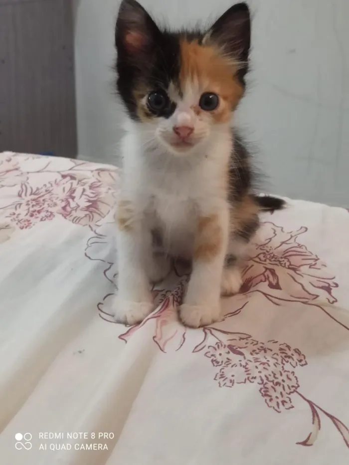 Gato raça SRD-ViraLata idade Abaixo de 2 meses nome mabel