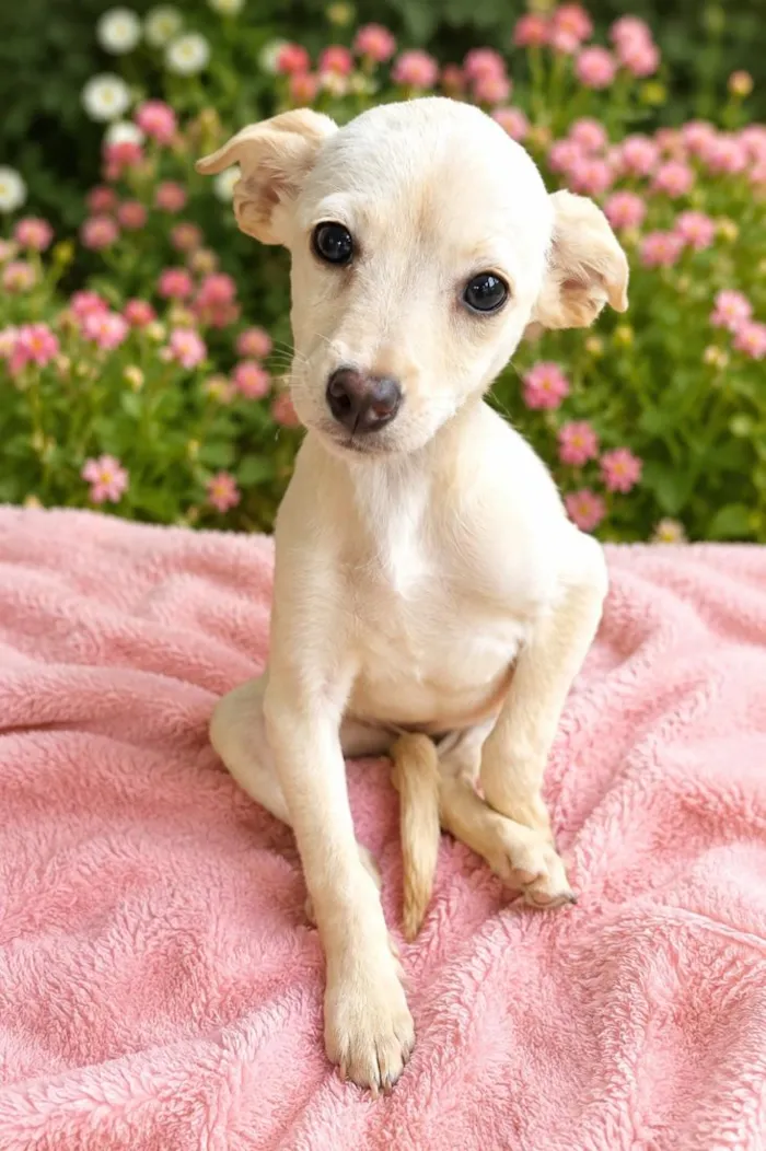 Cachorro raça SRD-ViraLata idade 2 a 6 meses nome Julia