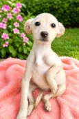Julia
