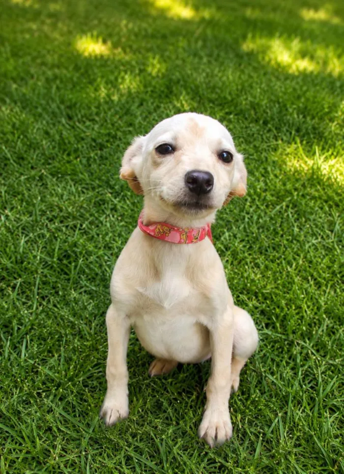 Cachorro raça SRD-ViraLata idade 2 a 6 meses nome Julia