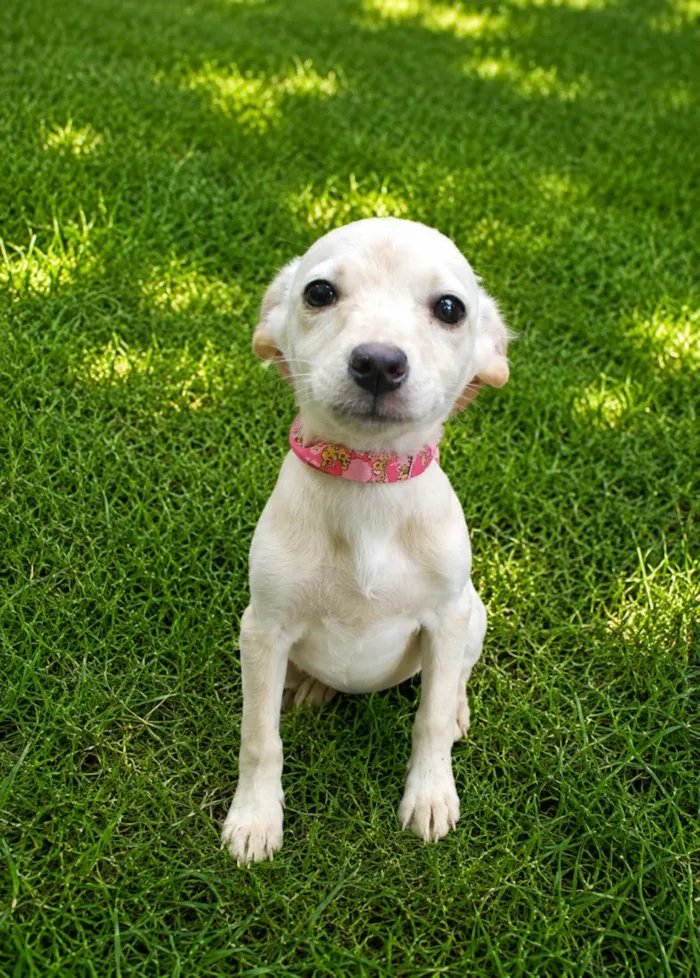 Cachorro raça SRD-ViraLata idade 2 a 6 meses nome Julia