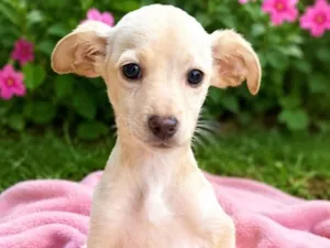 Cachorro raça SRD-ViraLata idade 2 a 6 meses nome Julia