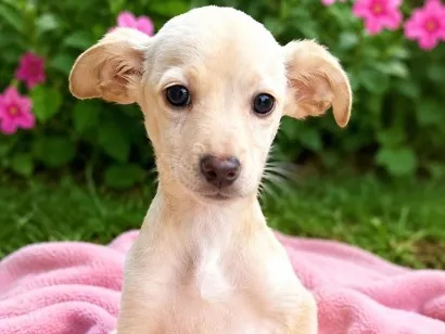 Cachorro raça SRD-ViraLata idade 2 a 6 meses nome Julia