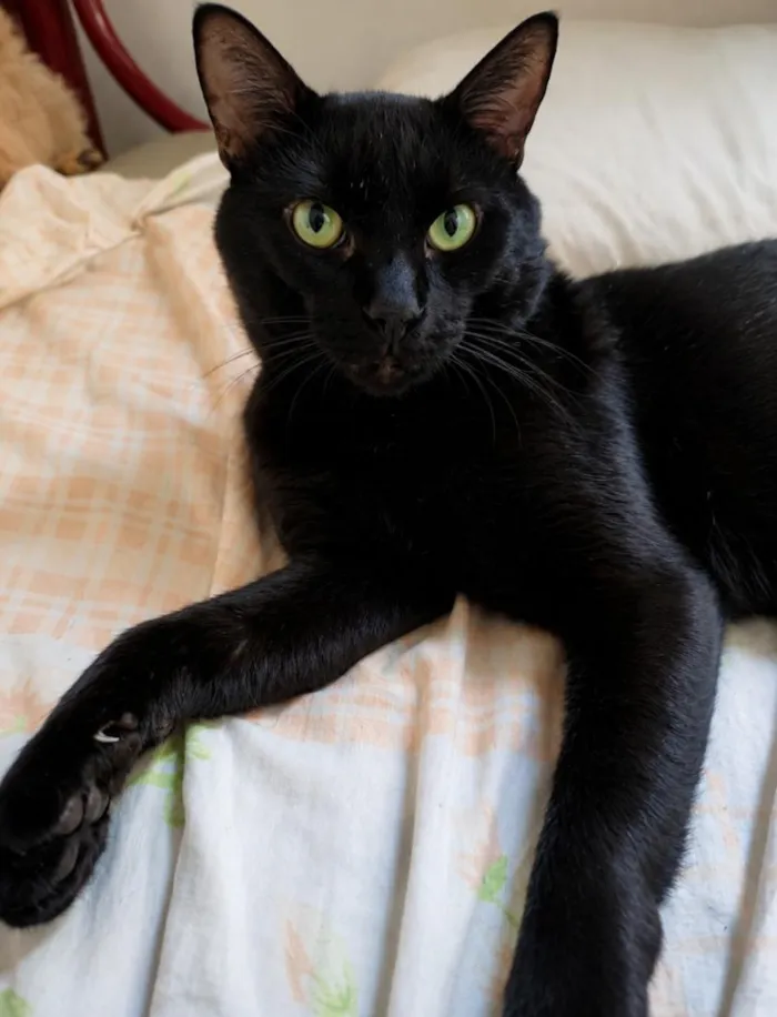 Gato raça SRD-ViraLata idade 4 anos nome Salém