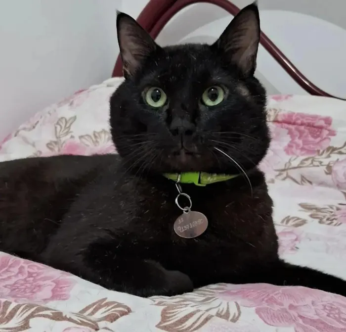 Gato raça SRD-ViraLata idade 4 anos nome Salém