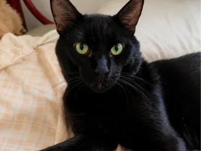 Gato raça SRD-ViraLata idade 4 anos nome Salém