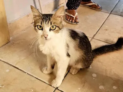 Gato raça SRD-ViraLata idade 7 a 11 meses nome gatinha para adoção 