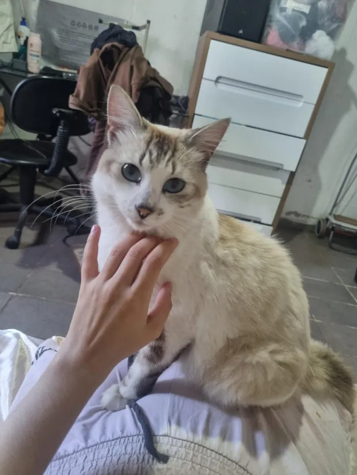 Gato raça SRD-ViraLata idade 3 anos nome Sem nome 