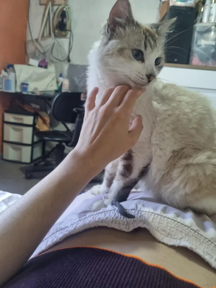 Gato raça SRD-ViraLata idade 3 anos nome Sem nome 