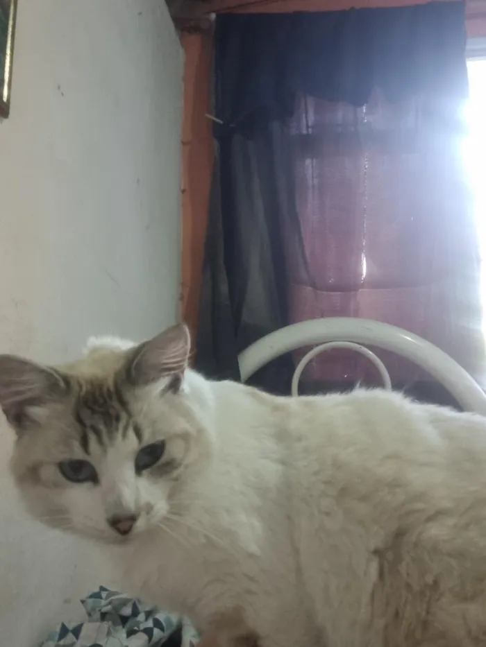 Gato raça SRD-ViraLata idade 3 anos nome Sem nome 
