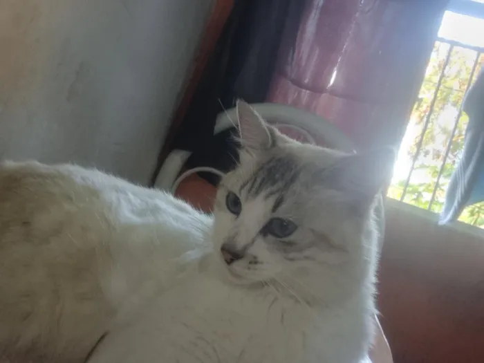 Gato raça SRD-ViraLata idade 3 anos nome Sem nome 