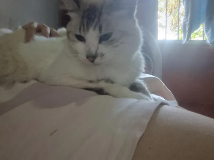 Gato raça SRD-ViraLata idade 3 anos nome Sem nome 