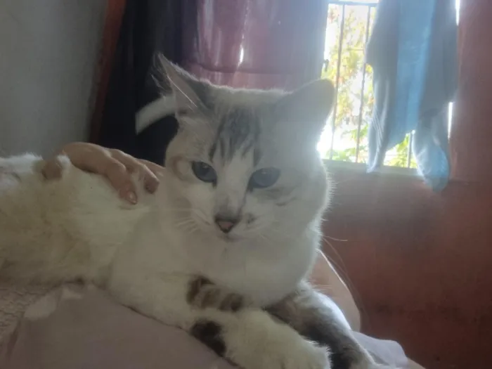 Gato raça SRD-ViraLata idade 3 anos nome Sem nome 