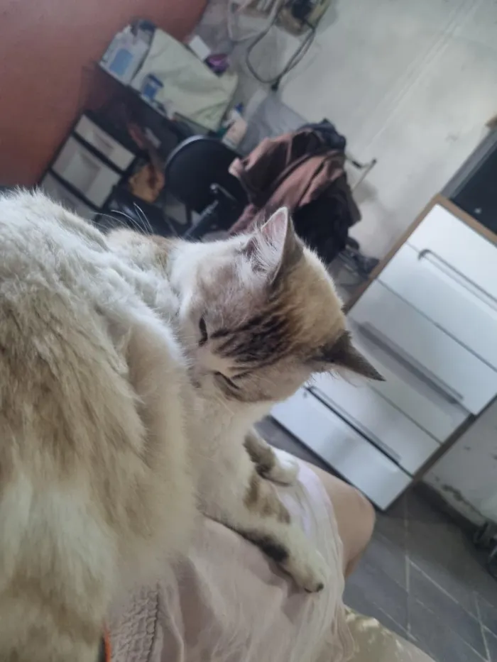 Gato raça SRD-ViraLata idade 3 anos nome Sem nome 