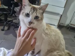 Gato raça SRD-ViraLata idade 3 anos nome Sem nome 