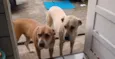 Luna e Togo 