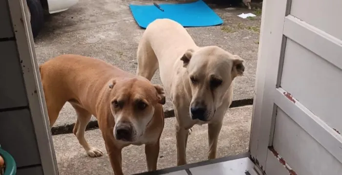 Cachorro raça Pit-Bull idade 6 ou mais anos nome Luna e Togo 