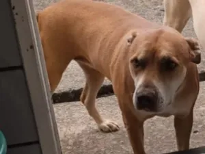 Cachorro raça Pit-Bull idade 6 ou mais anos nome Luna e Togo 