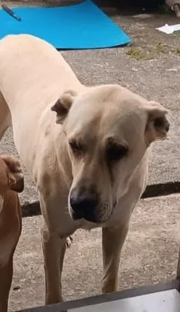 Cachorro raça Fila idade 3 anos nome Togo