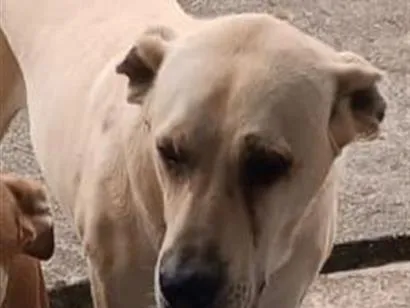 Cachorro raça Fila idade 3 anos nome Togo