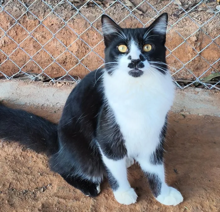 Gato raça SRD-ViraLata idade 7 a 11 meses nome Max