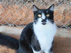 Gato raça SRD-ViraLata idade 7 a 11 meses nome Max