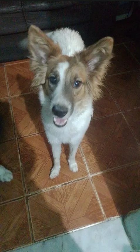 Cachorro raça SRD-ViraLata idade 7 a 11 meses nome Mel