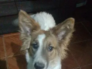 Cachorro raça SRD-ViraLata idade 7 a 11 meses nome Mel
