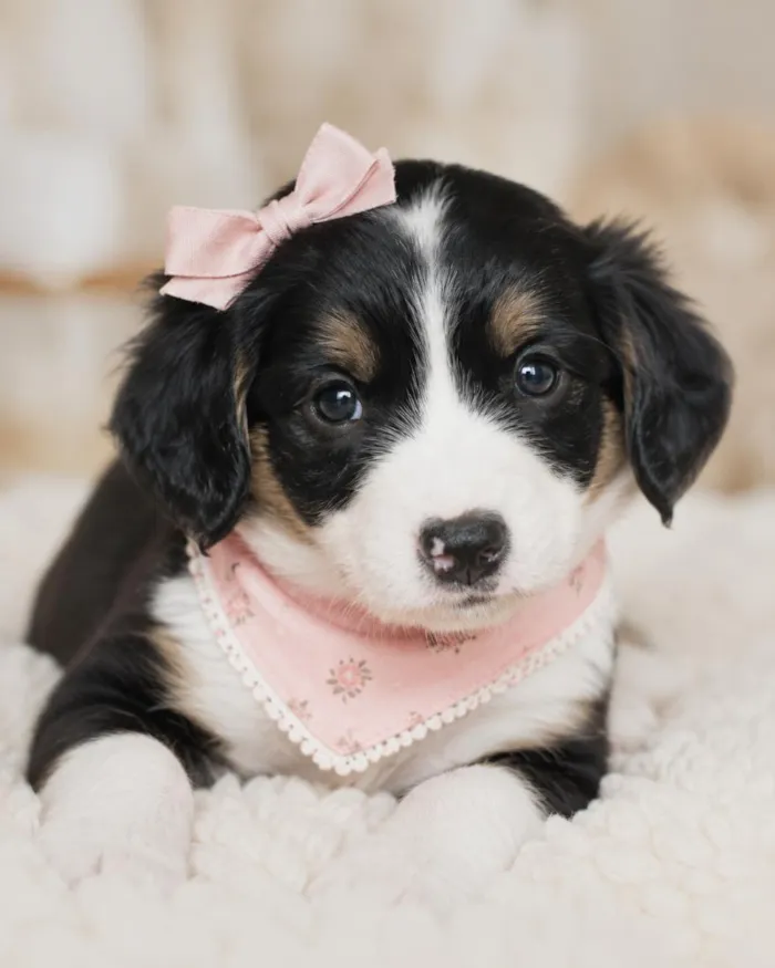 Cachorro raça SRD-ViraLata idade 2 a 6 meses nome Lorena