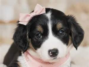 Cachorro raça SRD-ViraLata idade 2 a 6 meses nome Lorena