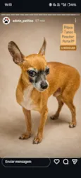 Pitoco