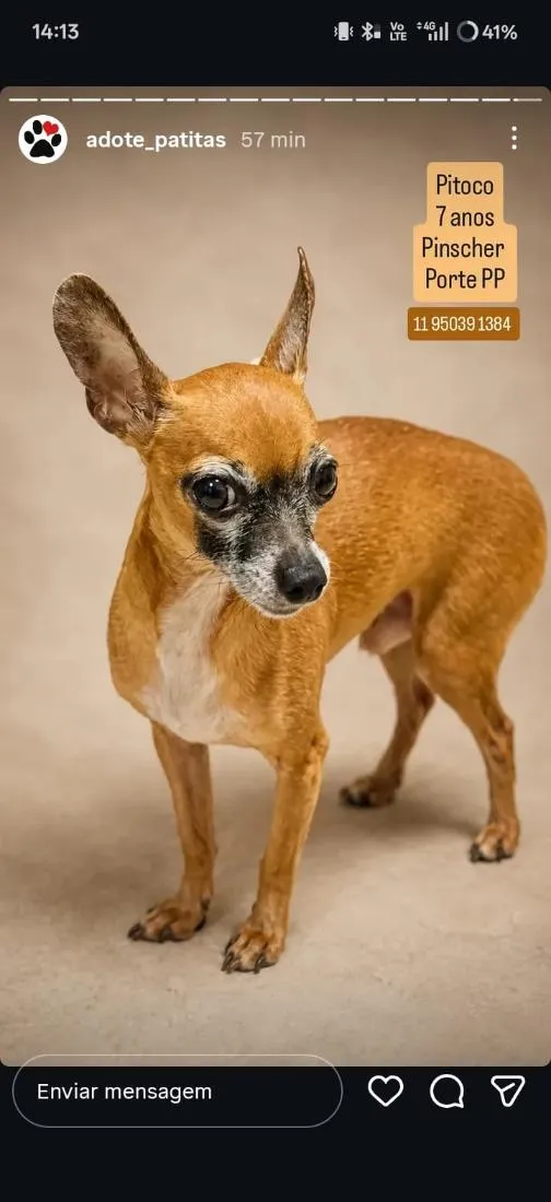 Cachorro raça Pinscher idade 6 ou mais anos nome Pitoco