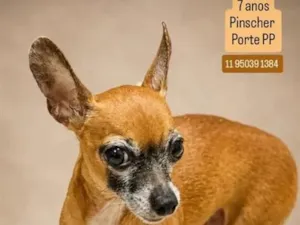 Cachorro raça Pinscher idade 6 ou mais anos nome Pitoco