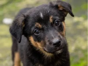 Cachorro raça SRD-ViraLata idade 2 a 6 meses nome Mel