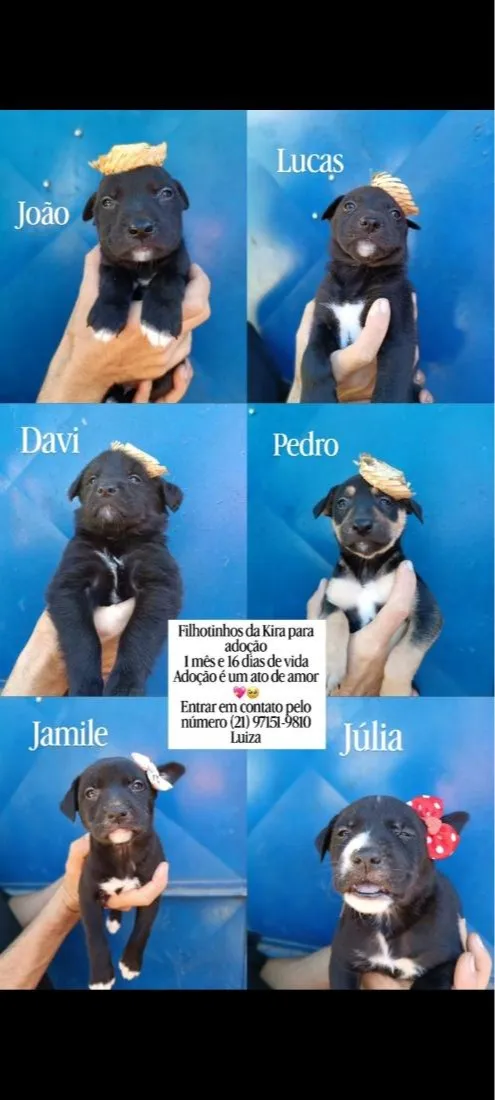 Cachorro raça SRD-ViraLata idade Abaixo de 2 meses nome Júlia