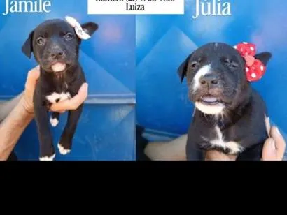 Cachorro raça SRD-ViraLata idade Abaixo de 2 meses nome Júlia