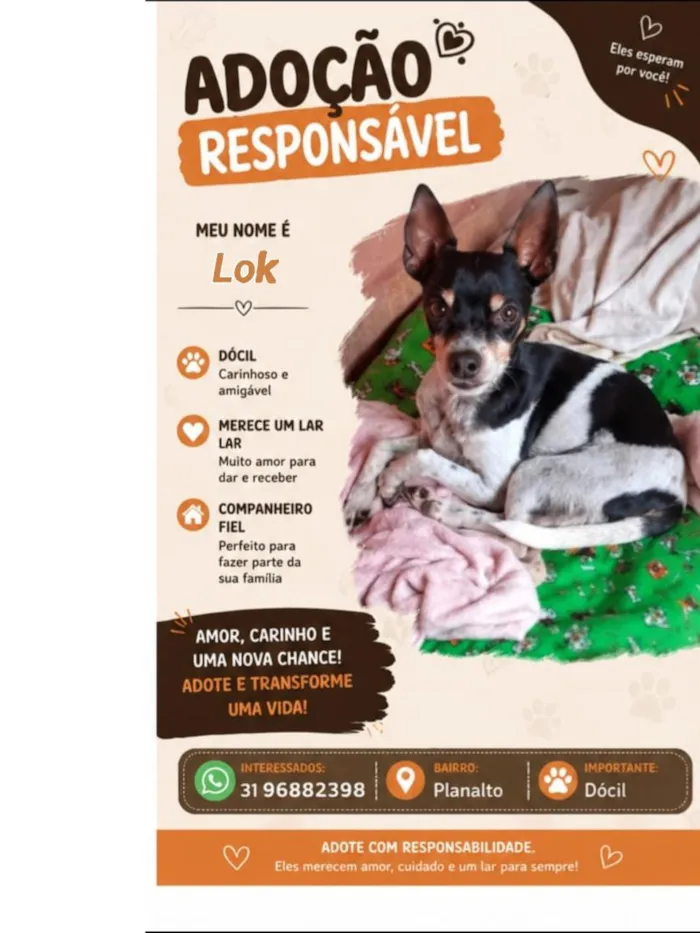 Cachorro raça Pinscher idade 4 anos nome Lok