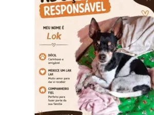 Cachorro raça Pinscher idade 4 anos nome Lok