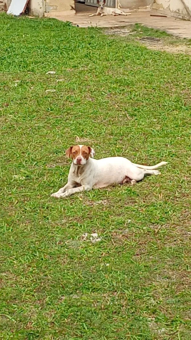 Cachorro raça SRD-ViraLata idade 2 a 6 meses nome filhotes